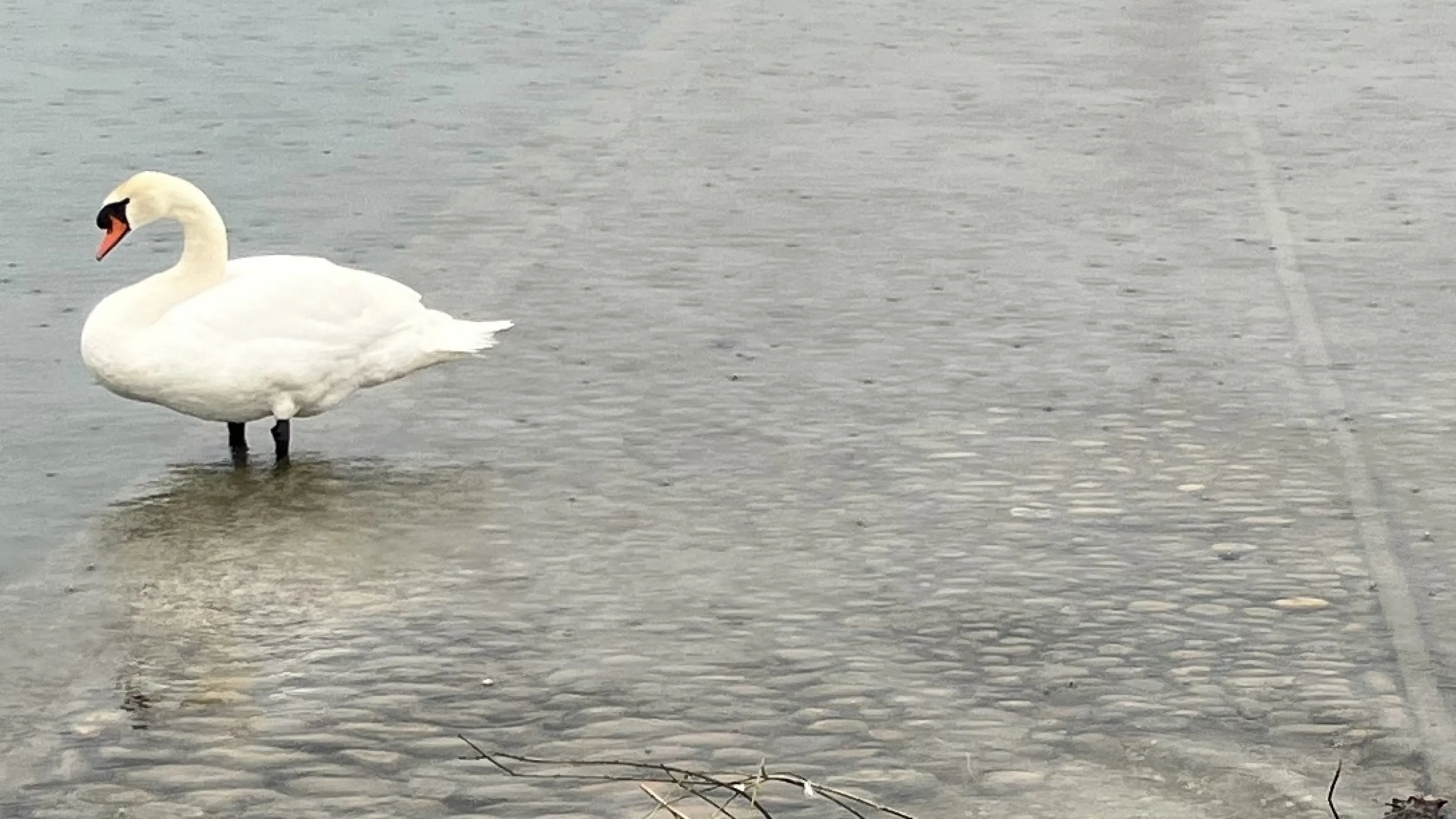 Rive droite du Rhone, un choix irresponsable !